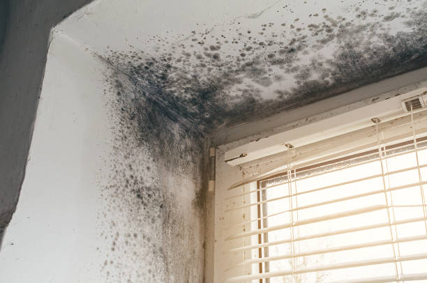 Affordable Basement Mold Removal solutions in White Plains, NY