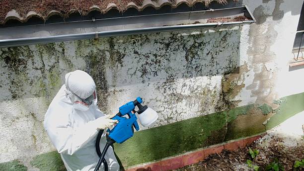 Trusted Attic Mold Removal service in White Plains, NY - Cheap Mold Removal
